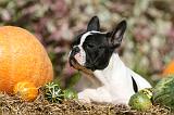 BOULEDOGUE FRANCAIS 1263